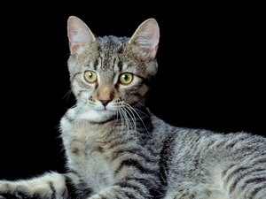  Ako vyriešiť problémy s dominanciou u mačiek mainských mývalích mačiek 