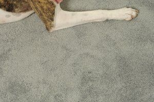  Cómo evitar que los perros rasquen la alfombra 