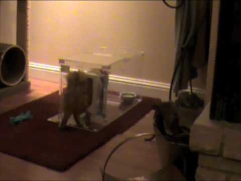  Wie man einen Welpen davon abhält, Katzenstreu zu essen 