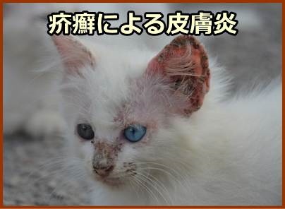  猫の疥癬の症状 