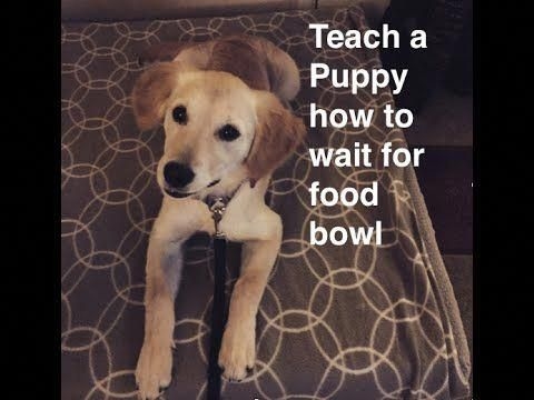  Как да научите куче да яде от купата 
