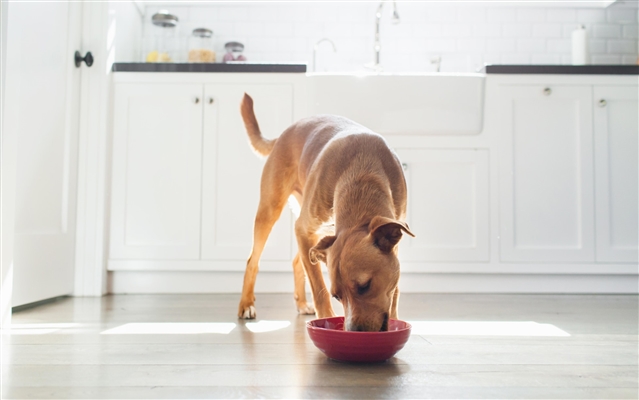  Cum să înveți un câine să mănânce din bol 