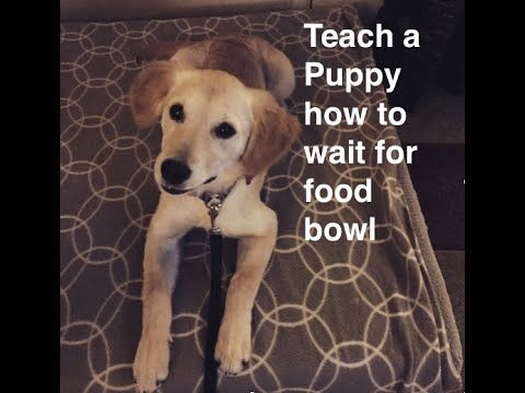  Како научити пса да једе из зделе 