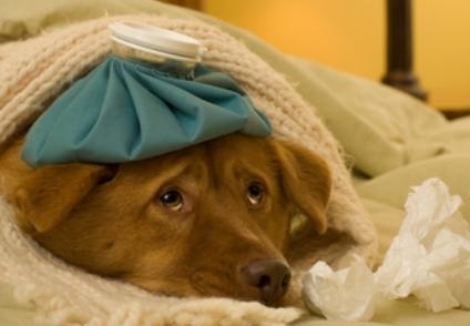  Hvordan du kan vite om en hund har feber 