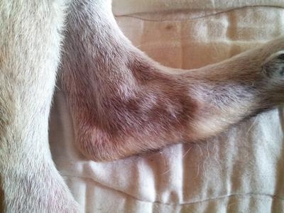  Cum se tratează mâncărimea pielii de câine 