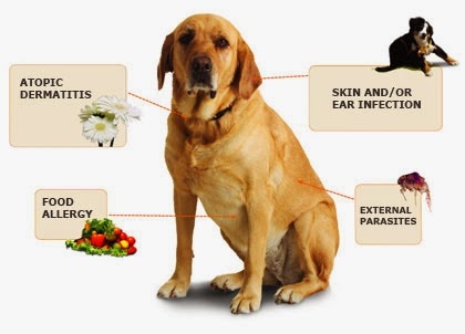  Kako zdraviti srbečo pasjo kožo 