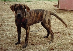  Kas yra Tennessee Brindle šuo? 