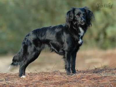 Wat is een Treeing Tennessee Brindle Dog? 