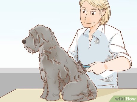  Cara Memangkas Anjing Schnoodle 