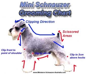  Schnoodle Dog 다듬는 방법 