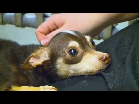  Typer av rullestoler for Chihuahuas 