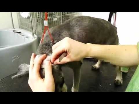  Cómo quitar el pelo del perro 
