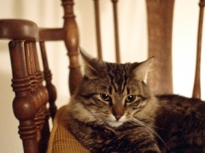  Nezdravljeni vnetni črevesni sindrom pri mačkah 
