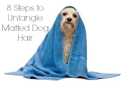  Πώς να ξεμπερδέψετε τα μπερδεμένα μαλλιά των σκύλων 