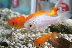  Comment améliorer un aquarium Goldfish 
