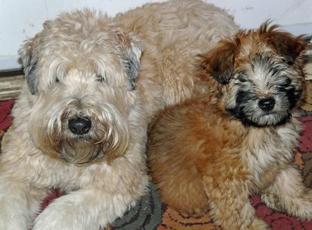  Welsh Terrier-verzorgingsinstructies 