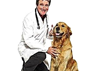  Ultrasonografi Perut untuk Anjing 