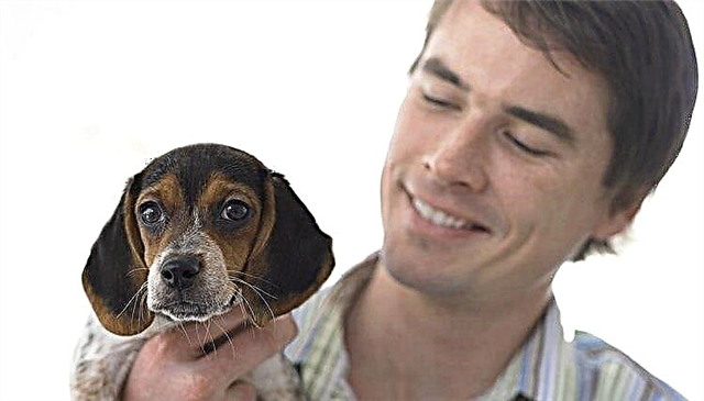  Apa yang Dimakan Anjing Beagle Berusia 8 Minggu? 