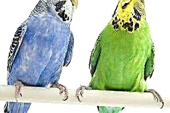  Как познакомить двух попугаев 