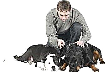  Cách nuôi Rottweiler cái vào một nhà nhiều chó 