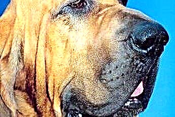  Come adottare Bloodhound in pensione dal Dipartimento di correzioni 