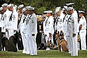  Cómo adoptar perros militares 