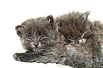  Adoptarea a doi frați pisici 