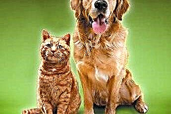  Преимущество наличия собаки по сравнению с Кот для домашнего животного 