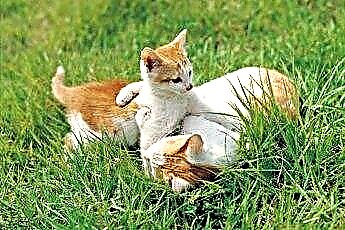  고양이와 새끼 고양이를위한 월 1 회 국소 벼룩 치료 
