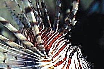  Cichlid châu Phi so với nước mặn 