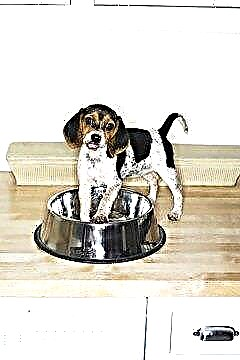  In welchem ​​Alter fangen Beagle-Welpen an zu heulen? 