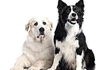  Agresija med velikimi pirenejskimi psi v istem gospodinjstvu 