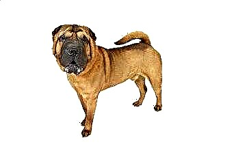  Aggressionsprobleme in Shar-Peis 