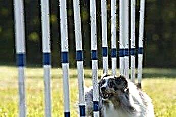  Pelatihan Agility untuk Campuran Anjing Gembala / Border Collie Australia 