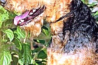  Защо Airdale Terrier има допълнителна козина на муцуната? 