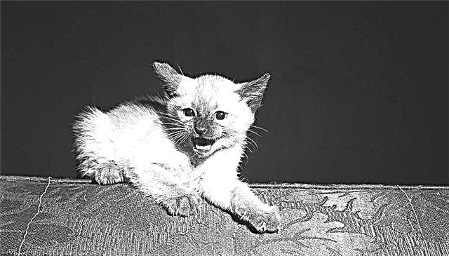  Agresivita koček vůči spayed kočce 