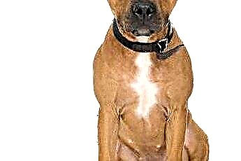  Hur ser en amerikansk Pit Bull Terrier ut? 