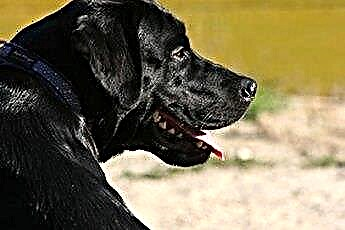  American Bulldog Vs. Zachowanie Labradora 