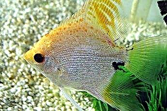  هل Angelfish مناسب للاختلاط مع السمكة الذهبية؟ 