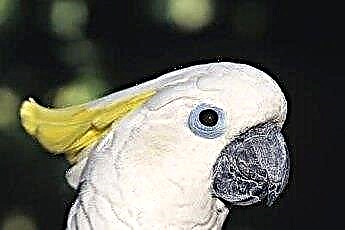  Nahnevané správanie v kakadu 