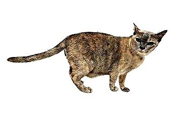  Ветеринары для кошек с гипертиреозом 