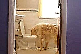  Хтось винайшов туалет для собаки? 