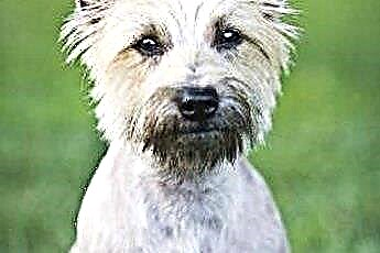  Artrite in un Cairn Terrier 