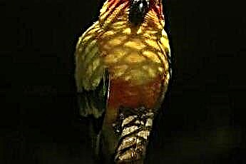  앵무새의 Aspergillosis 
