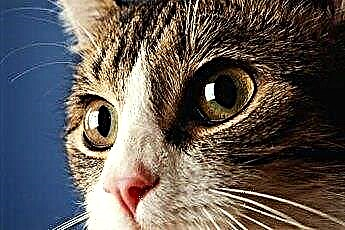  고양이의 비대칭 눈동자 