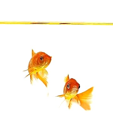  Какова средняя продолжительность жизни золотой рыбки при правильном уходе? 