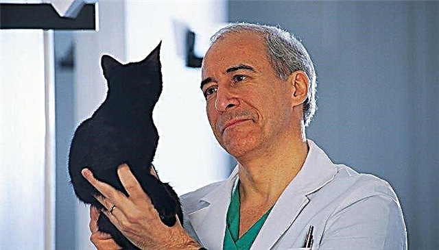  Kos Purata Pembedahan Neutering Kucing Lelaki 