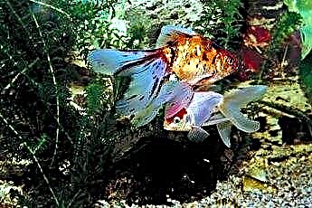  „Fantail Goldfish“ vidutinė gyvenimo trukmė 