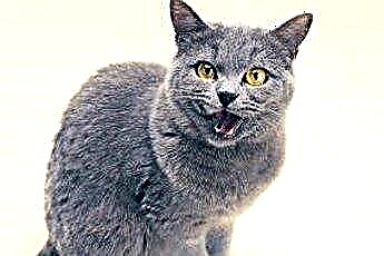  Vidutinis Rusijos mėlynos katės svoris 