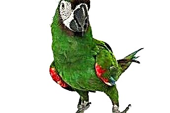  Средняя продолжительность жизни попугаев 